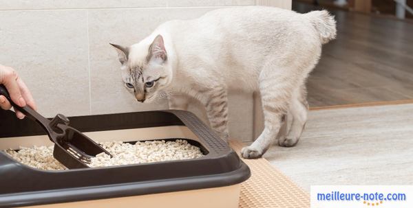Un chat blanc se rend dans sa litière