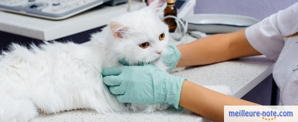 un chat blanc prend son traitement