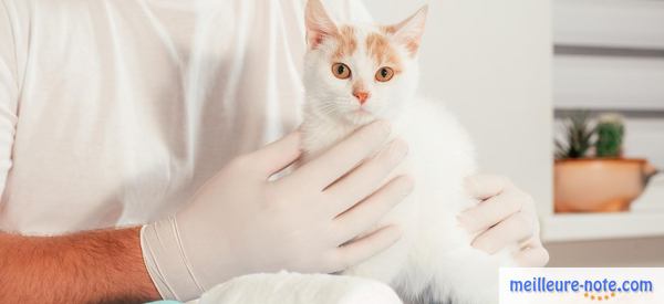 Un chaton blanc chez le véto