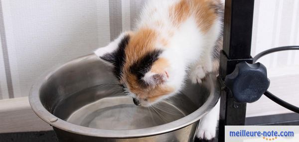 un chat qui se penche pour boire de l'eau
