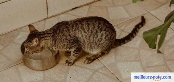 Un chat qui boit dans sa gamelle en métal