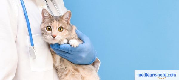 Un chat dans les bras de son vétérinaire