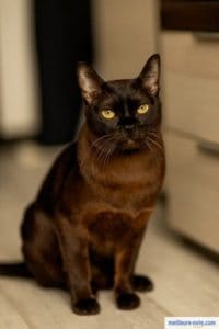 Gros chat brun à poils courts