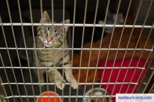 Un chat tigré dans une cage extérieure