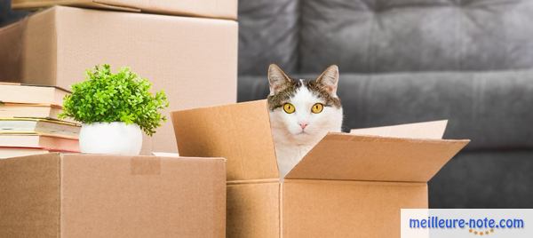 Un chat et des cartons de déménagement
