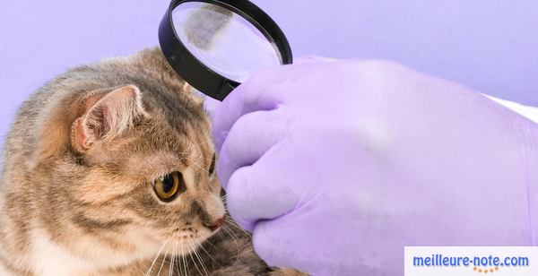 Un chaton qui se fait examiner chez le vétérinaire