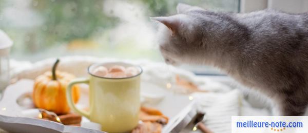 un chat à côté d'une tasse bien chaude