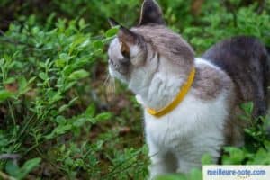 Chat regardant derrière lui avec un collier antipuce jaune