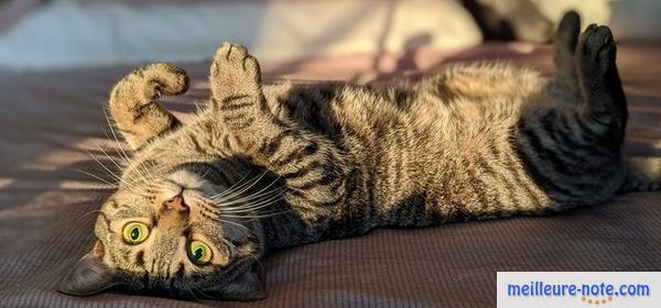 Un chat paralysé couché sur le dos