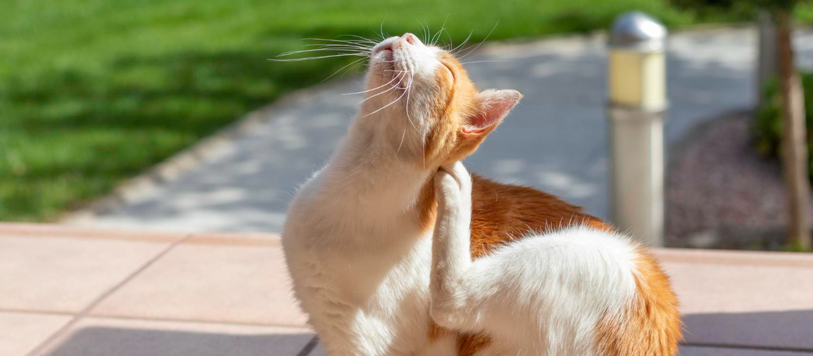 Démangeaison et grattage chat