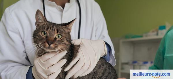 Un vétérinaire qui examine un chat