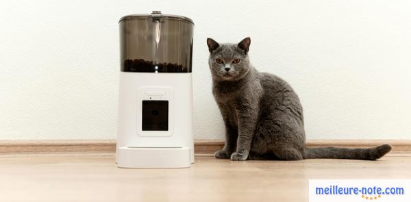 Beau chat gris attend sa ration de croquettes journalière