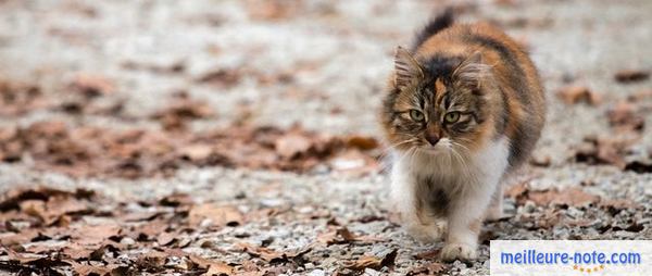 Un chat qui élargit son territoire