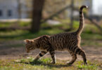 chat qui s'est échappé