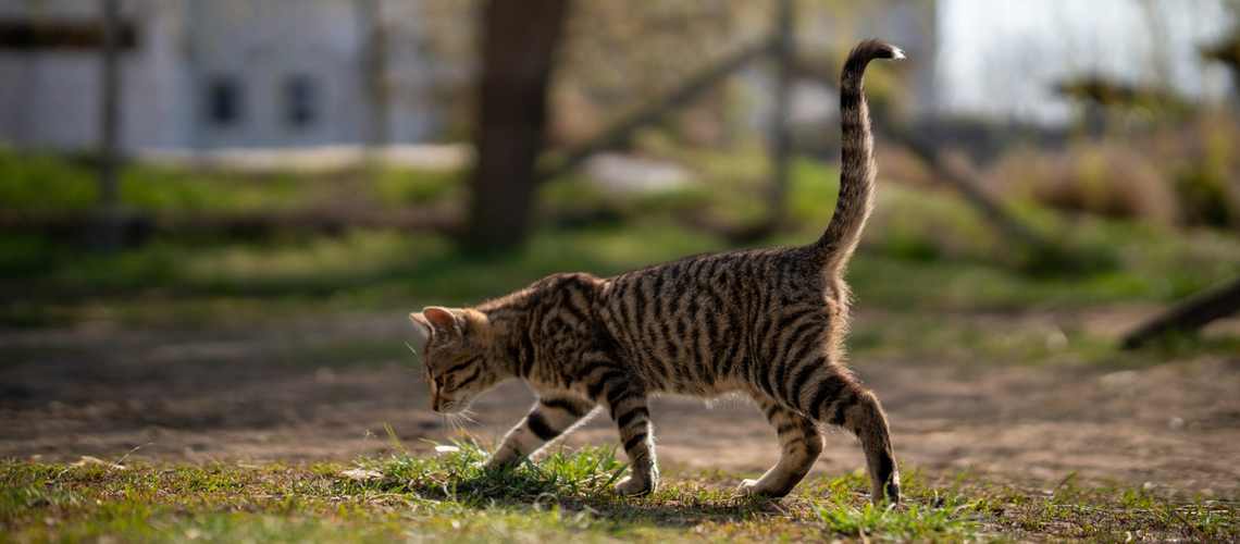 chat qui s'est échappé