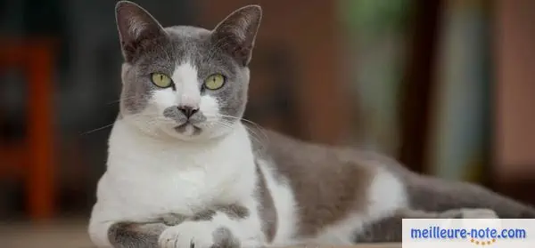 un chat élégant est assis à l'extérieur