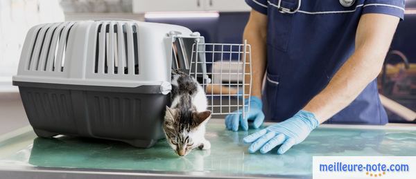 Un chat faible chez le vétérinaire