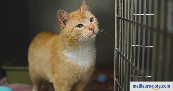 Un chat dans sa cage intérieur