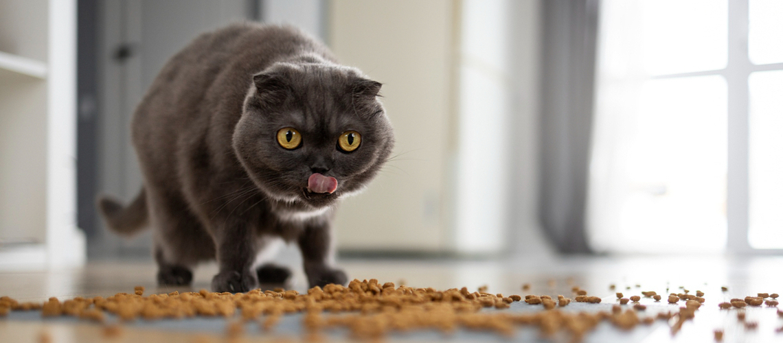 Chat avec problème de baves