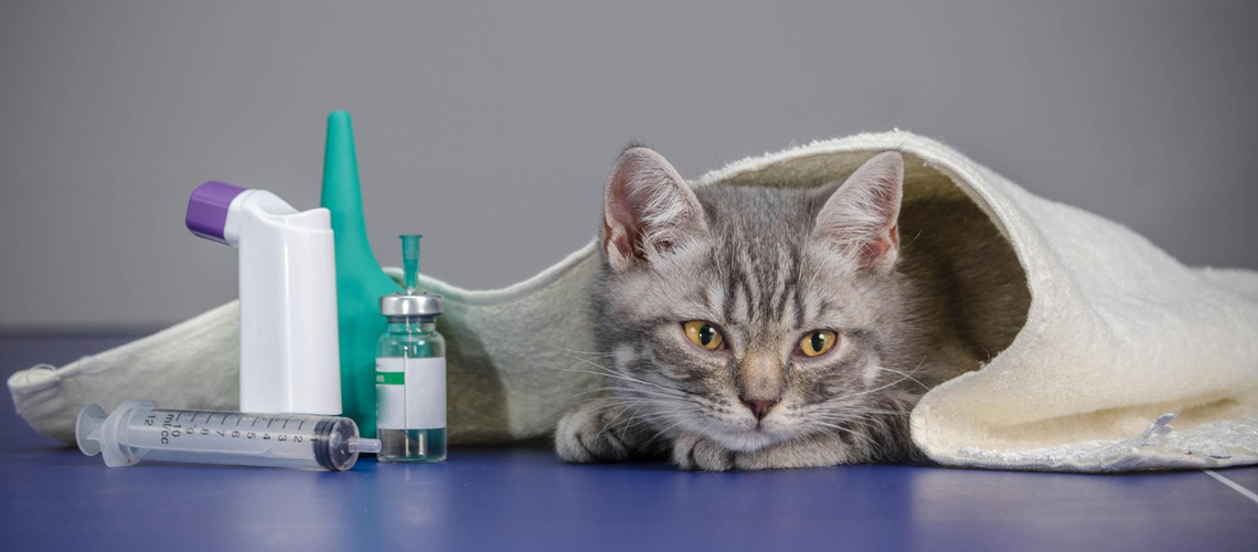 Médicaments et chat