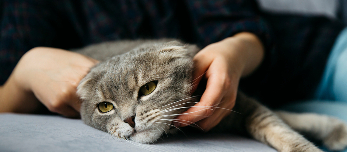 Chat avec des puces