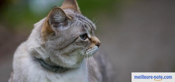 Un chat qui porte un collier antipuce