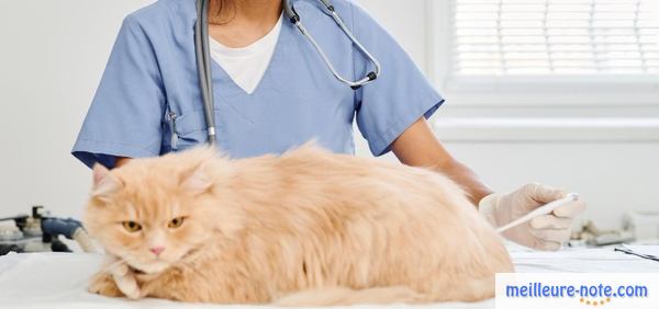 un vétérinaire met un thermomètre sur un chat 