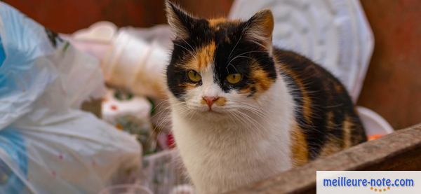 Un chat dans un bac à ordures