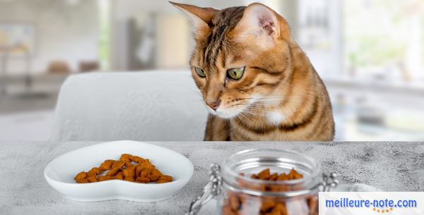 Un chat devant sa gamelle en forme de cœur