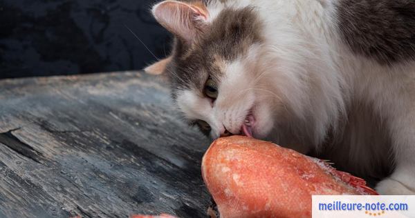 Un chat qui lèche le poisson sur la table