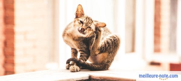 un chat qui se gratte près de la fenêtre