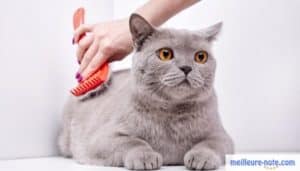 Beau chat gris qui se fait brosser les poils