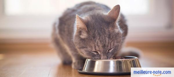 un chat gris mange son repas