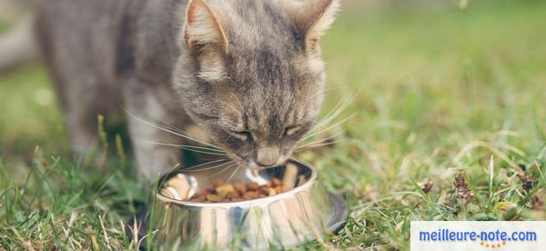 Un chat gris qui mange dehors