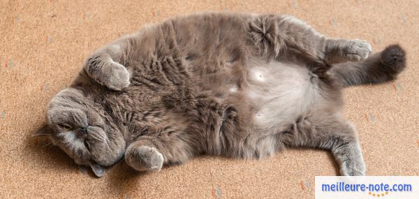 un chat obèse dort