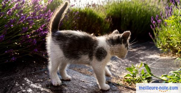 un chaton dans un jardin de valériane