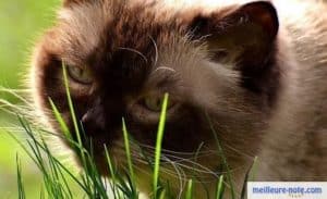un chat qui renifle de l'herbe