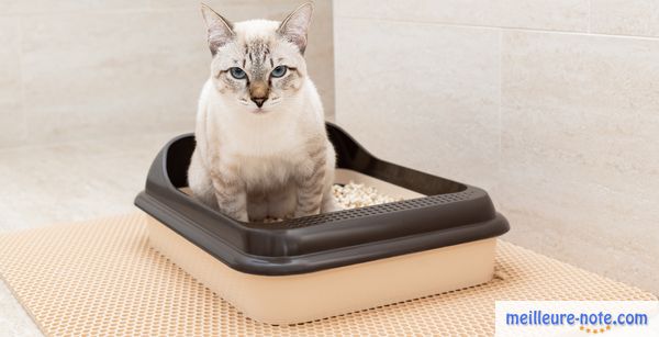 un chat blanc à l'intérieur de sa litière