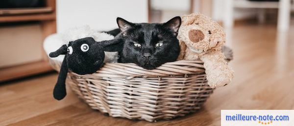Un chat avec ses jouets dans son lit