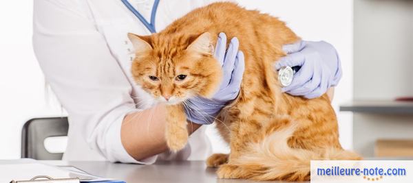 un chat malade au vétérinaire