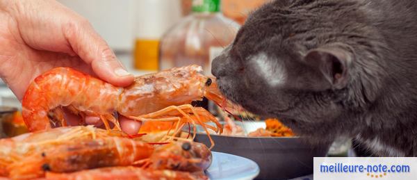 un chat qui mange des crustacés