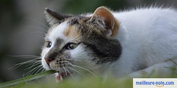 un chat blanc et noir joue dans le jardin 