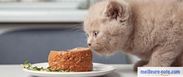 un chaton mange son pâté