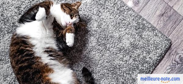 un chat marron et blanc joue sur son tapis