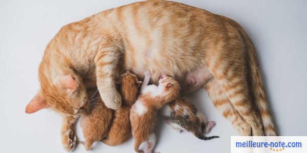 une maman chat qui allaite