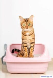 chat marron dans une litière rose