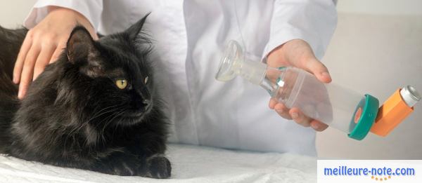 un chat noir asthmatique