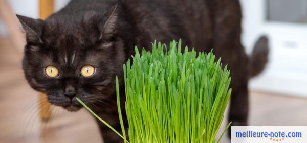 un chat à coté d'un pot d'herbe à chat