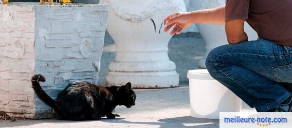 un homme nourrit un chat