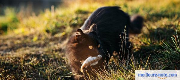 Un beau chat noir qui a un poisson dans la bouche